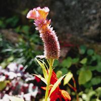 ケイトウ,ケイトウ,シュウメイギク,シュウメイギク,ホトトギスの画像