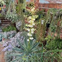 ユッカ,ユッカ グロリオサ,多肉植物,グロリオサの花の画像