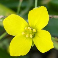 安曇野,セルバチコ,✨今日のお花✨,信州大好き⛰️,セルバチコ(ワイルドルッコラ）の画像