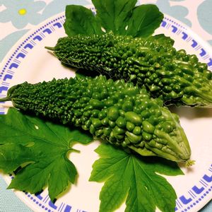 ゴーヤ,ゴーヤ,プランター栽培,ベランダの画像