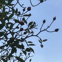 アサガオ,アサガオ,ホウセンカ,ホウセンカ,マルバルコウソウの画像