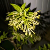 夜香木,沖縄,横浜の画像