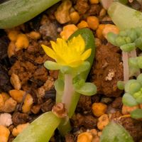 花火,多肉植物,葉挿し,多肉寄せ植え,実生苗の画像