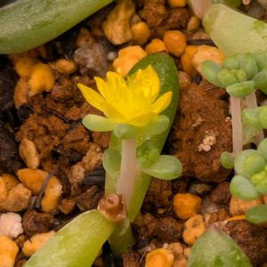 花火,多肉植物,葉挿し,多肉寄せ植え,実生苗の画像