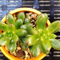 多肉植物,多肉大好き,多肉中毒,多肉多肉多肉,植物のある暮らしの画像