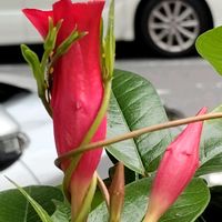 マンデビラ,散歩の画像
