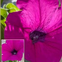 ハイビスカス,ハイビスカス,ペチュニア,ペチュニア,マツバボタンの画像