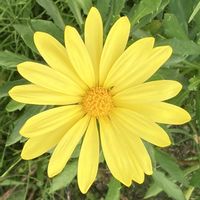 マーガレット,お出かけ先にての画像