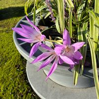 ヤブラン,コルチカム(イヌサフラン),花散歩,季節の寄せ植え,秋の訪れの画像