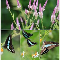 ノゲイトウ,アオスジアゲハ蝶,花と蝶,沖縄,ピンクワールドへ ようこその画像