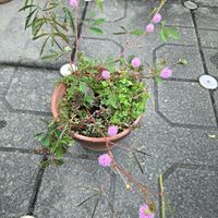 オジギソウ,オジギソウ,オジギソウの花,オジギソウの花,鉢植えの画像