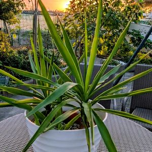 ユッカ,無花果（いちぢく）,観葉植物,成長記録,挿し木から成長の画像