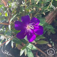 シコンノボタン,ルリマツリ,酔芙蓉,お花大好き♡,復興祈願の画像