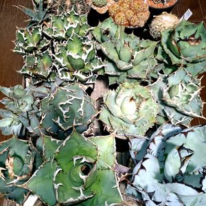 水やり,アガベ属,多肉・サボテン,多肉植物のある暮らしの画像