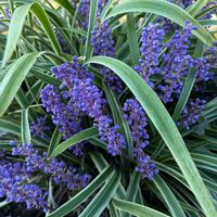 ヤブラン,ヤブラン,季節の花,朝散歩の画像