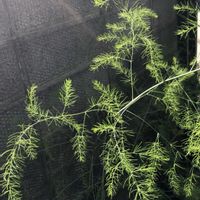 アスパラガス,種から,プランター菜園,プランター栽培,種から育てるの画像