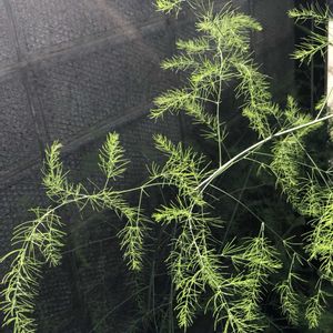アスパラガス,種から,プランター菜園,プランター栽培,種から育てるの画像