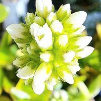 火祭り,クラッスラ属,植物男子ベランダー,キャンプファイア,ベランダの画像