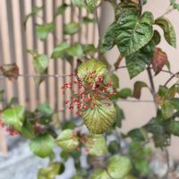 ガマズミ,シンボルツリー,ガマズミ属,ガマズミ科,viburnum dilatatumの画像