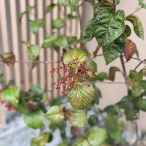 ガマズミ,シンボルツリー,ガマズミ属,ガマズミ科,viburnum dilatatumの画像