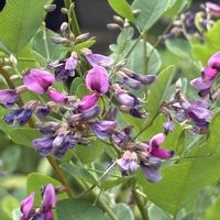 ハギ,萩のトンネル,萩のトンネル,シロハギ,向島百花園の入り口の画像