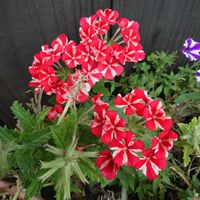 バーベナ,我が家のお花たち,台湾フェスティバル,庭の画像