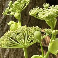 アシタバ,向島百花園の池とスカイツリー,向島百花園,山菜,緑黄色野菜の画像