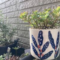 グリーンネックレス,多肉植物,ネコ好き,多肉中毒,植中毒の画像