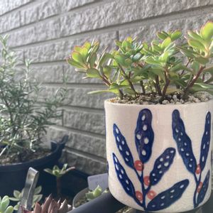 グリーンネックレス,多肉植物,ネコ好き,多肉中毒,植中毒の画像