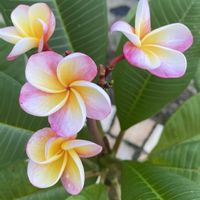 プルメリア,花のある暮らし,庭の画像