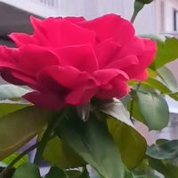 姫ライラック,ムクゲ 八重,地植え,水栽培,花のある暮らしの画像