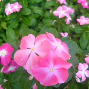 ニチニチソウ,ニチニチソウ,バラ,薔薇,バラ フィネスの画像