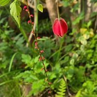 アブチロン,水引（みずひき）の画像