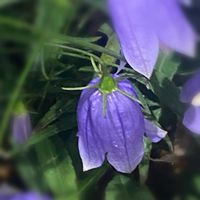 イワシャジン,山野草,キキョウ科の画像