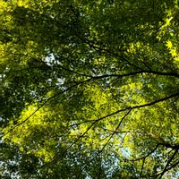 イロハモミジ,癒し,小野リサ♪コンサート,お出かけ先の画像