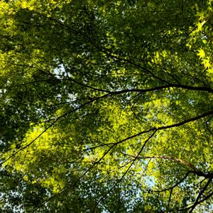 イロハモミジ,癒し,小野リサ♪コンサート,お出かけ先の画像