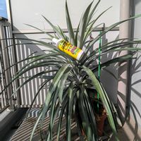 パイナップル,家庭菜園,ベランダの画像