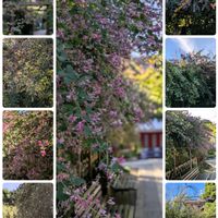 ハギの画像
