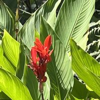 カンナ,牧野植物園,素敵な出会いに感謝,今日も元気で,今日も笑顔で♡の画像