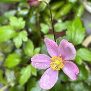 アンゲロニア,シュウメイギク,シュウメイギク,秋明菊,秋明菊の画像