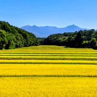 アザミ,いね,野草,青空,花のある暮らしの画像