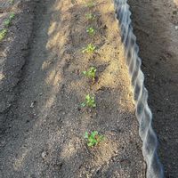 大根の発芽,花が好き,無農薬❤家庭菜園,野菜が好きの画像