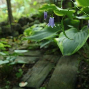 ツリガネニンジン,山野草,半日陰,シェードガーデン,花のある暮らしの画像