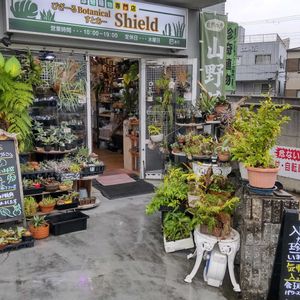 多肉植物,ウラボシ科,ビカクシダ属,食中植物,塊根の画像
