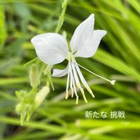 ガウラ,花のある暮らしの画像