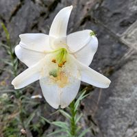ユリ,テッポウユリ,お出かけ先の画像