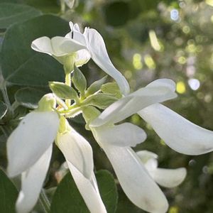 白萩,宮城野萩,シロバナハギ(白花萩),ミヤギノハギ（宮城野萩）,ベランダガーデンの画像