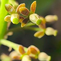 ウツボカズラ,東京,花のある暮らし,熱帯植物,緑のある暮らしの画像
