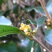 ギボウシ,キンモクセイ,ペンタス,金木犀,キンギョソウ・トゥイニーの画像