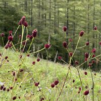 ワレモコウ,山野草,入笠湿原,1日遅れてめんごめんごの画像